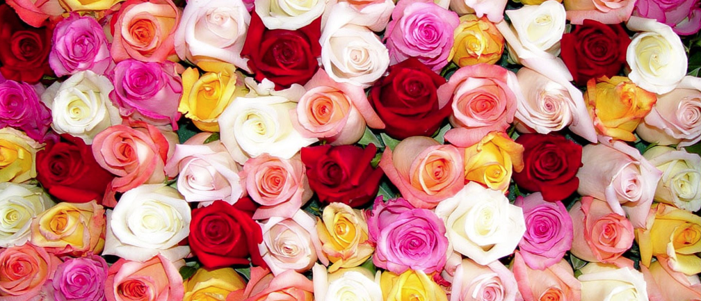 Usos de las rosas: ¡aprovecha sus beneficios!
