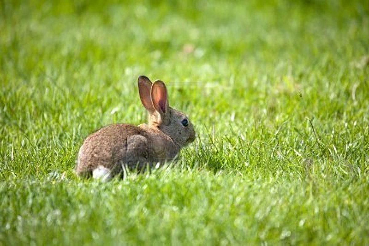 947058-small-rabbit-in-a-big-green-field-of-grass