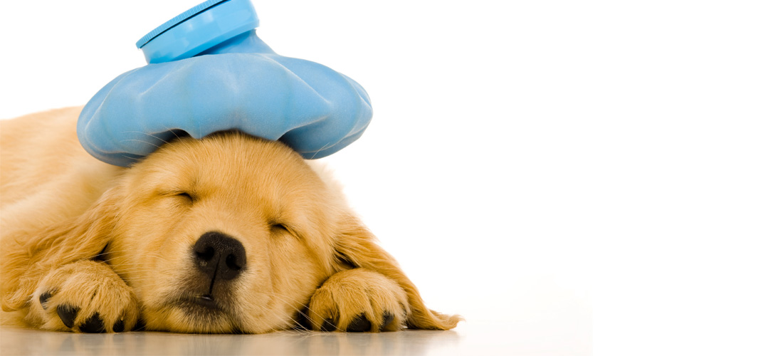 Frutas y vegetales tóxicos para tus perros