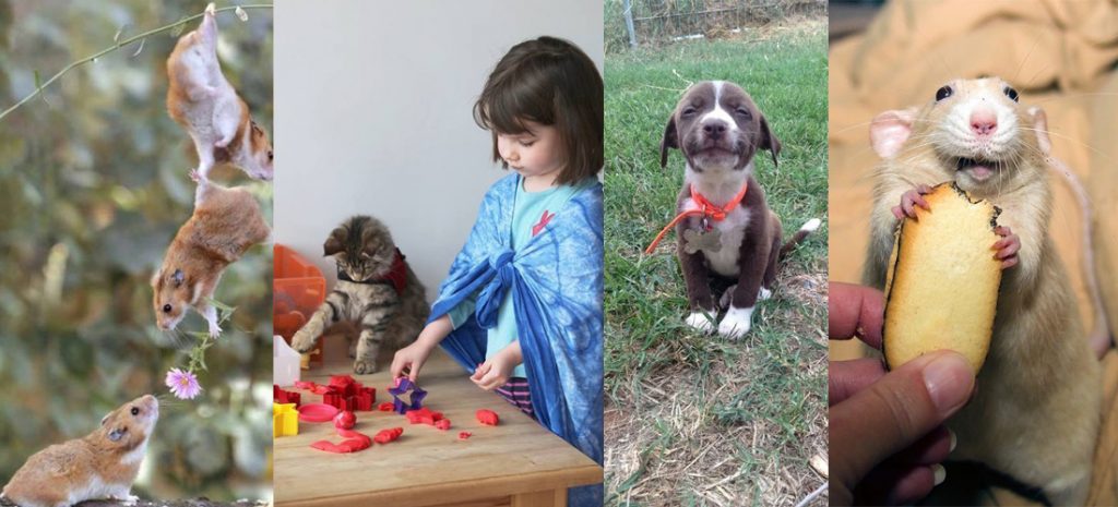 20 fotos de animales que definitivamente te harán sonreír