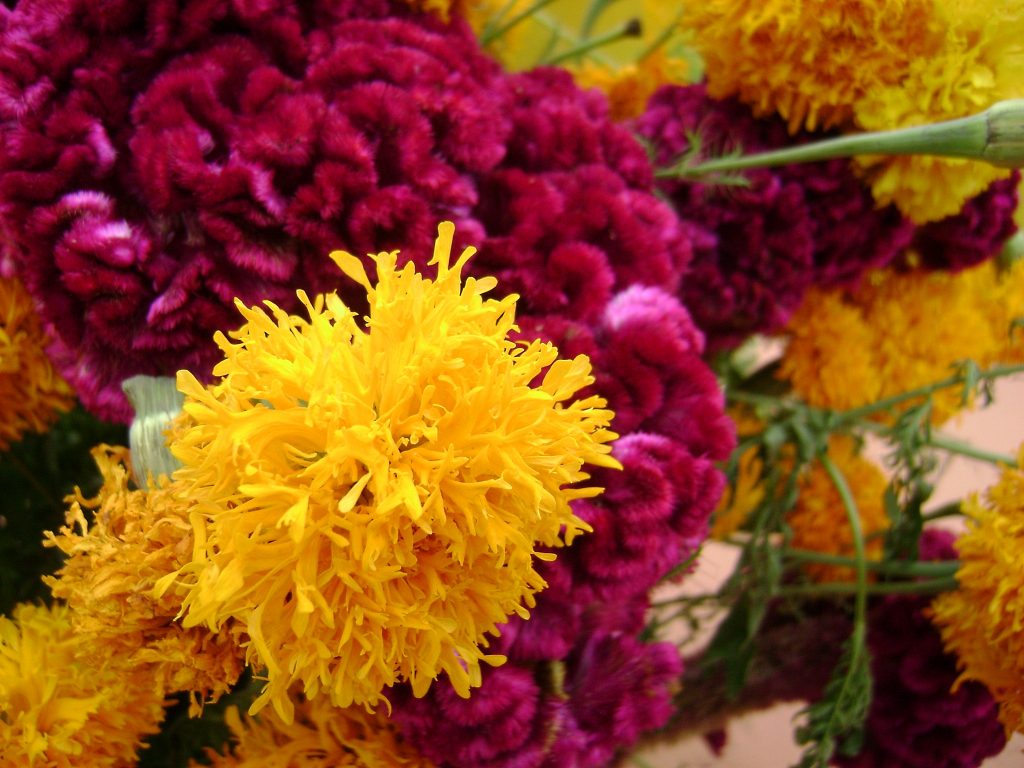 Flor de cempasúchil naranja usada en altar de Día de Muertos