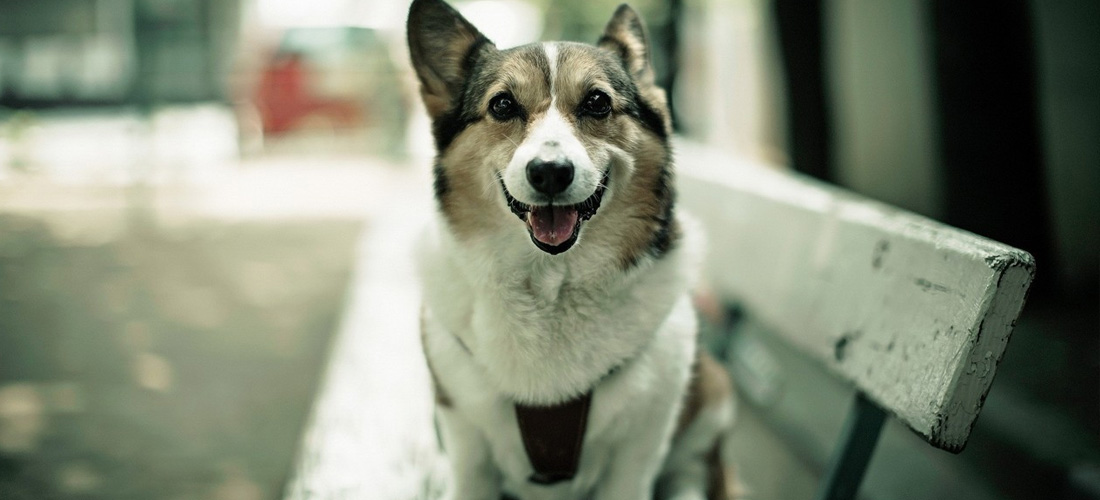 10 frases para hacer conciencia de lo que vale tu perro
