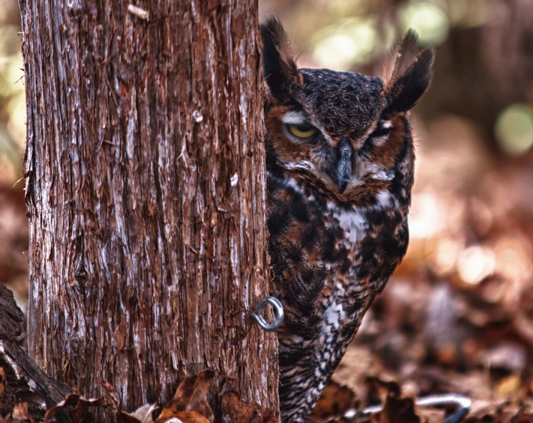 horned_owl_cinemagraph_by_darryl_smith-d4f1ys3