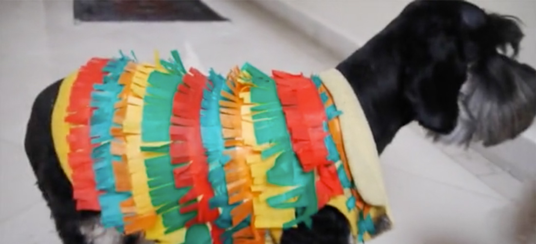 Disfraza a tu perro de piñata