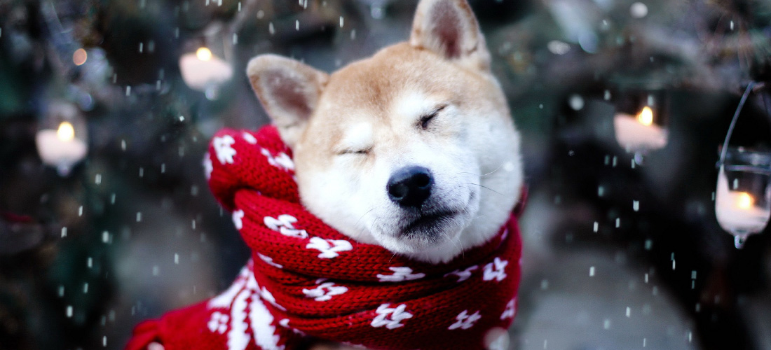 Tips para proteger a tu perro durante el invierno