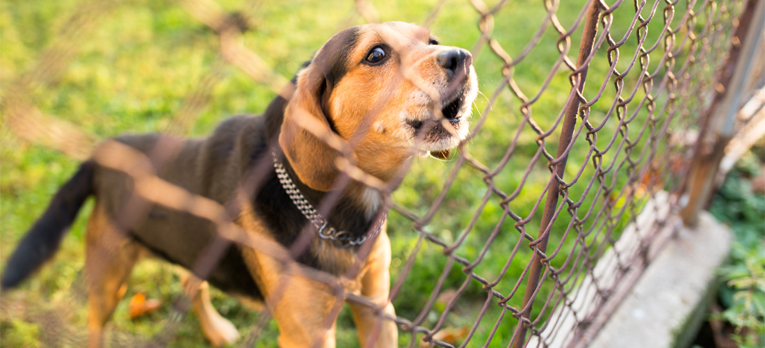 3 tips para hacer que tu perro deje de ladrar