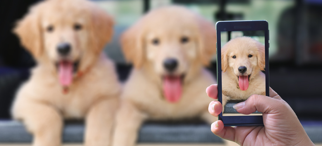 3 tips para tomar las mejores fotos de tu perro