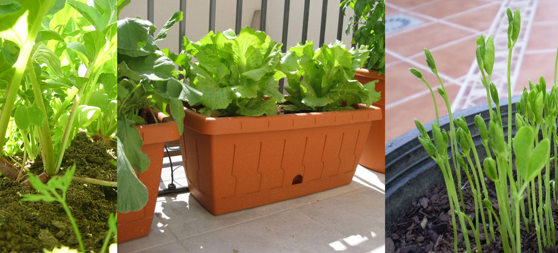 DIY: 10 vegetales baratos que puedes sembrar en casa