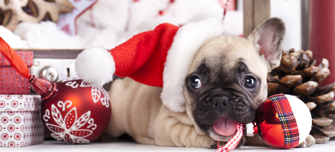 5 tips para un árbol de Navidad seguro para tu mascota