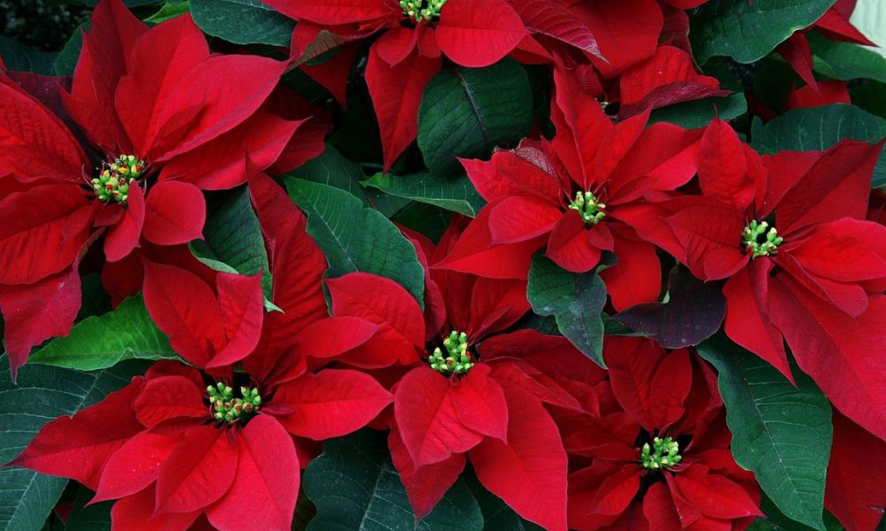 Flor de nochebuena