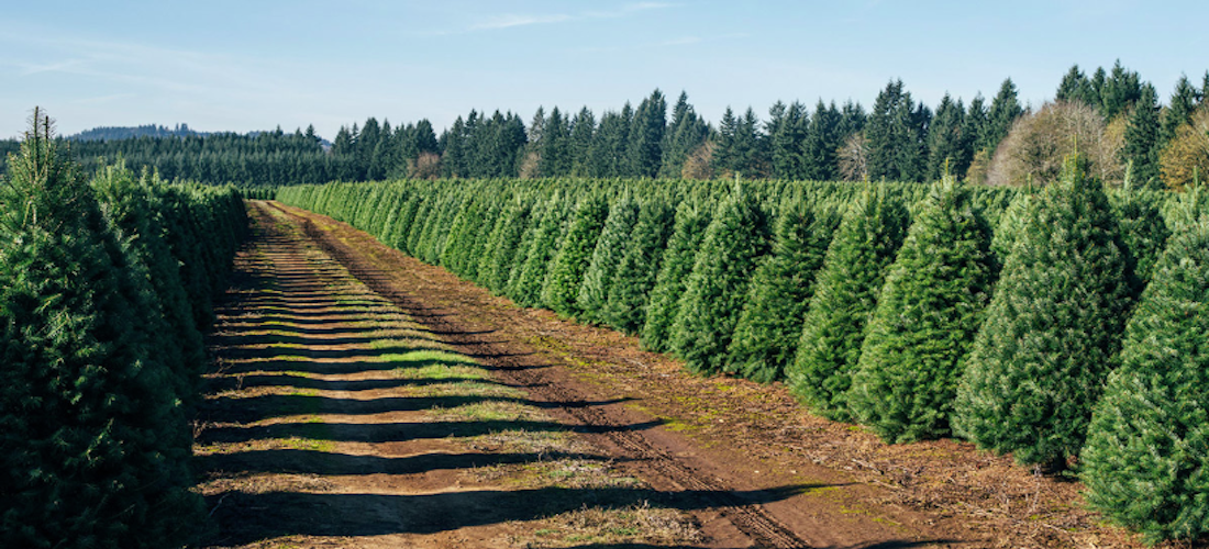 Lugares dónde rentar un árbol de Navidad ecológico