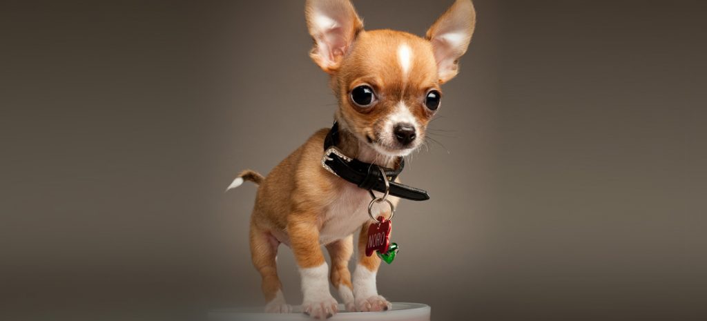 5 tips para todo dueño de un Chihuahua