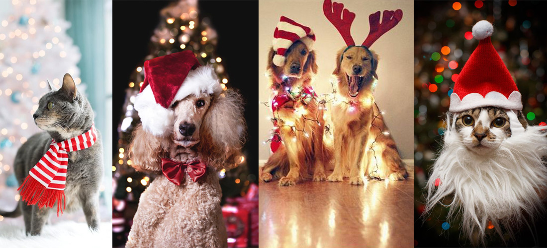 Distintas formas de disfrazar a tu mascota esta Navidad