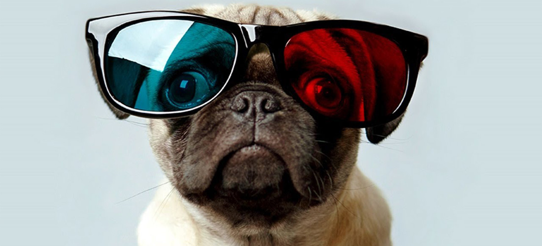 10 datos que no sabías sobre los Pugs