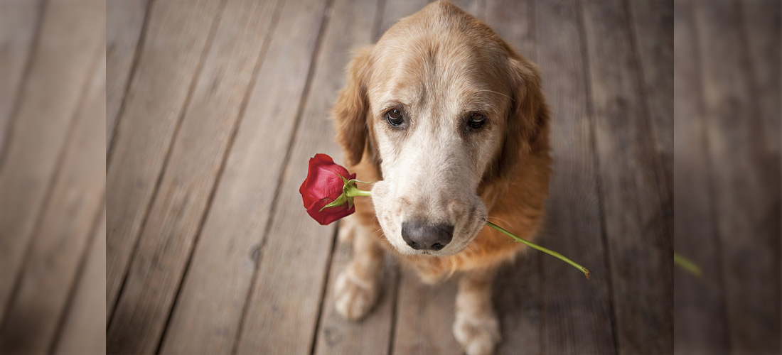 6 cosas que tu perro quisiera pedirte