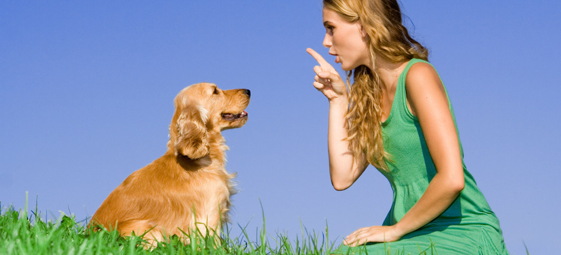 Consejos para educar a tu perro