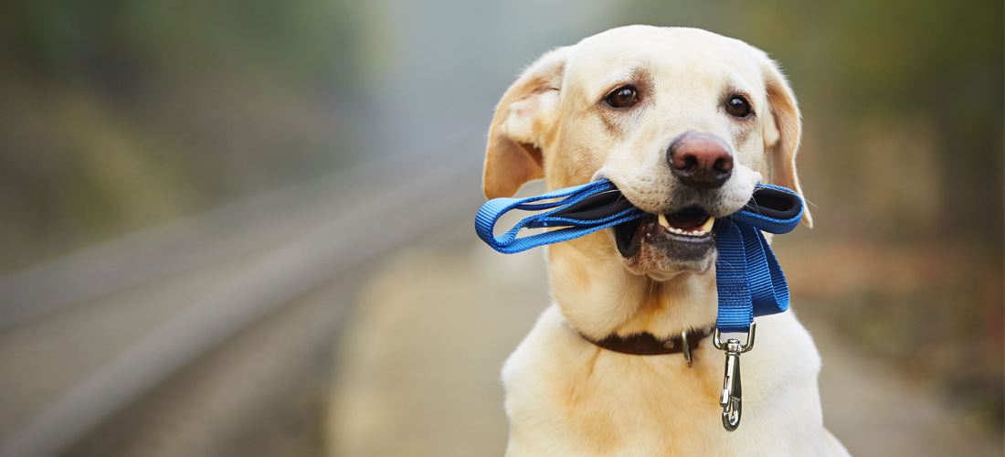 Evita que tu perro se pierda con estos 5 tips