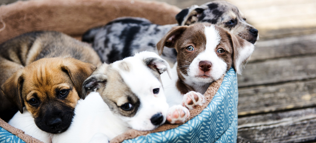 Los 10 cachorros más tiernos que derretirán tu corazón