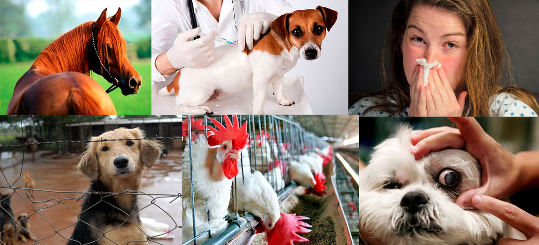 7 cosas que no sabías sobre la influenza canina
