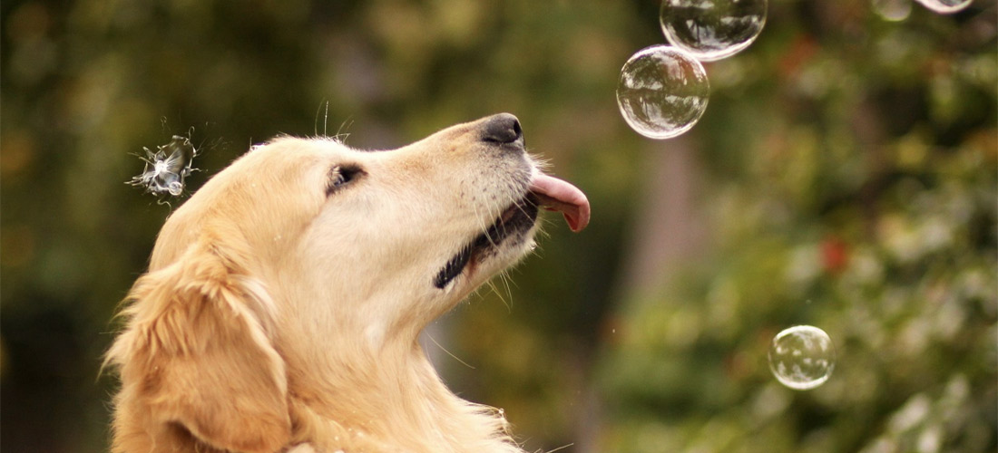 10 cosas que no sabías de los Golden Retriever