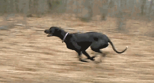 perro-corriendo