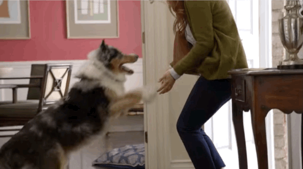 15-cosas-que-puedes-hacer-en-tu-tiempo-libre-dog-greeting-jump