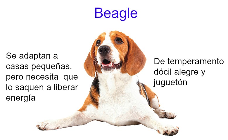 beagle1