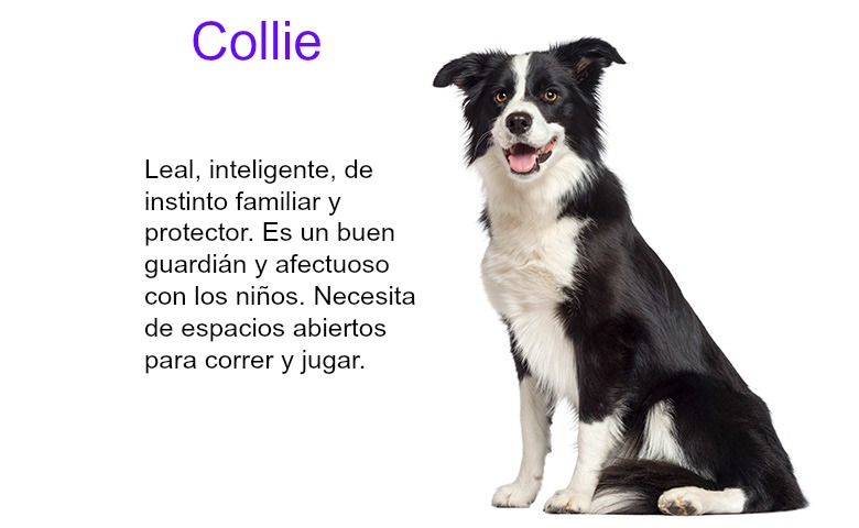collie1