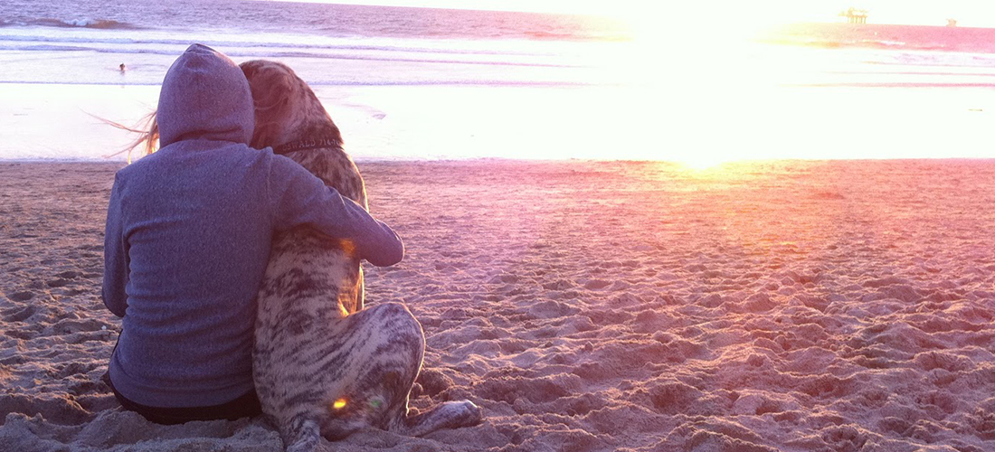 Cuidados que debes tener cuando llevas a tu mascota a la playa