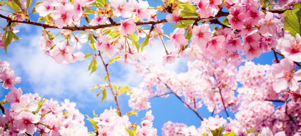 frases para sintonizarte primavera