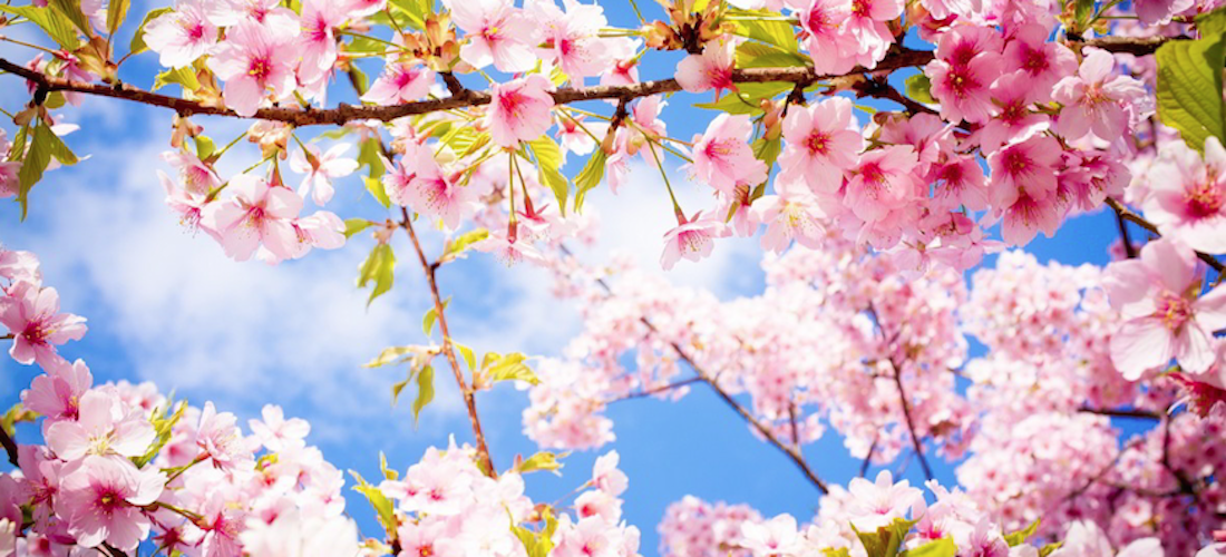 10 Frases para sintonizarte con la primavera