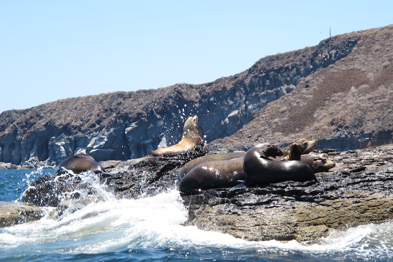 loreto isla coronado