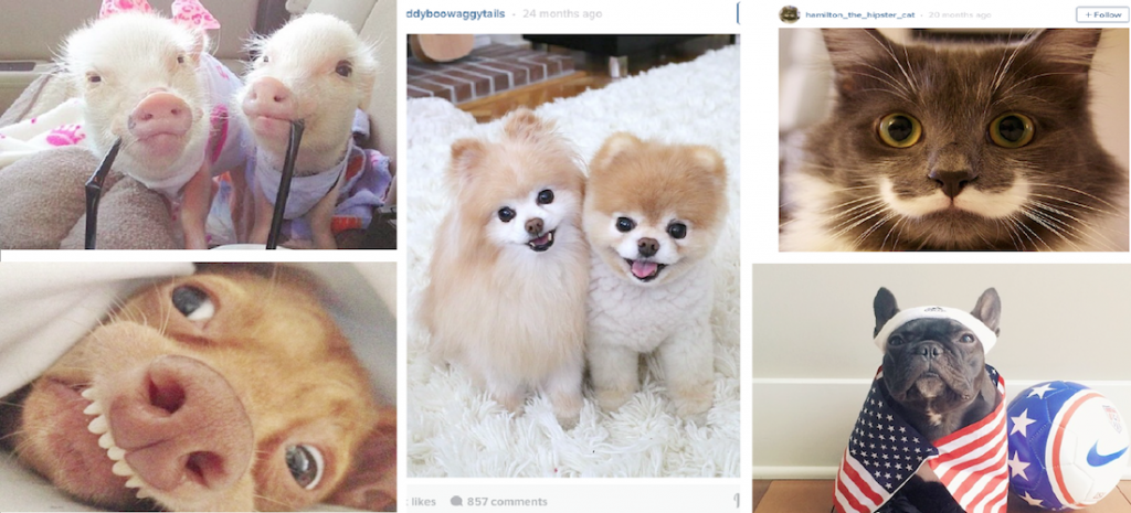 Cuentas en Instagram de mascotas más cool