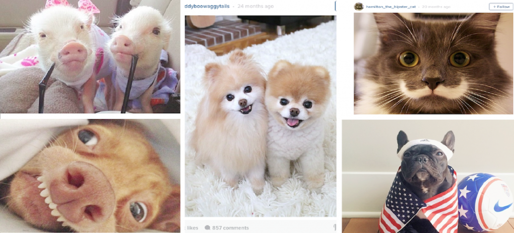 Instagram mascota