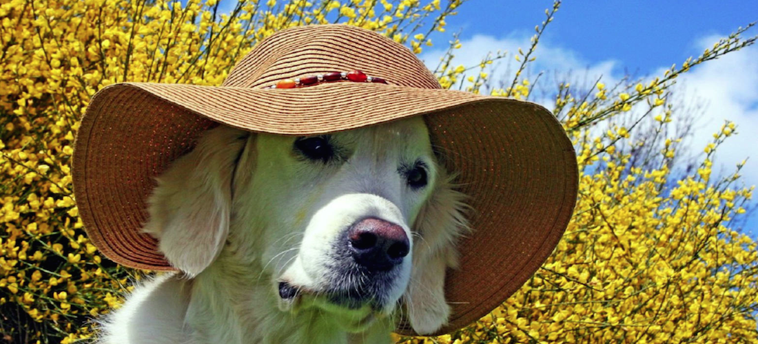 Cómo cuidar a tu perro del calor