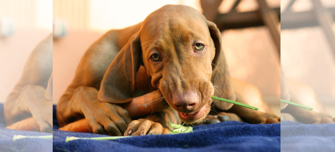 Tips para evitar que tu perro se intoxique