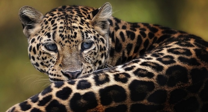 leopardo-de-Amur