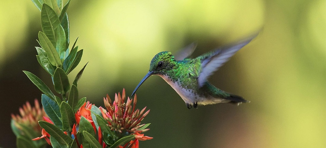 Cómo hacer néctar para colibríes