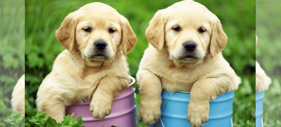 5 cosas que le puedes hacer a tu perro