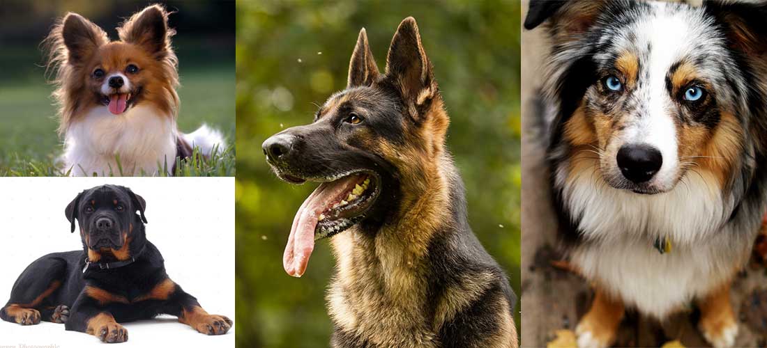 Las 10 razas de perros más inteligentes