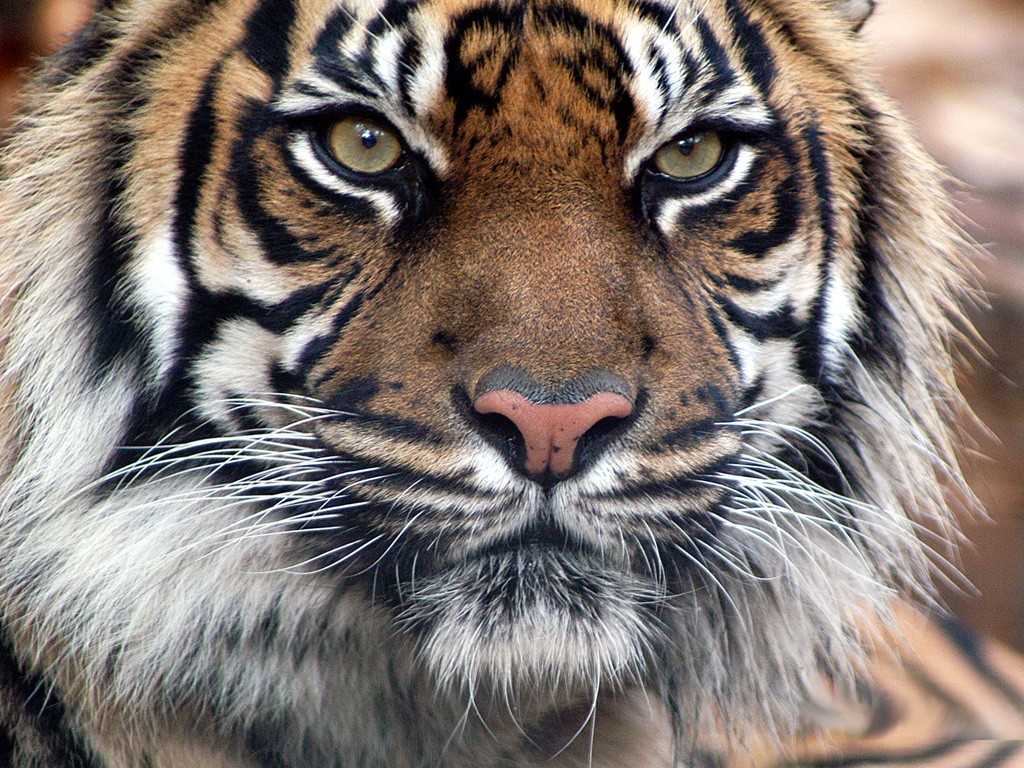 tigre-indio