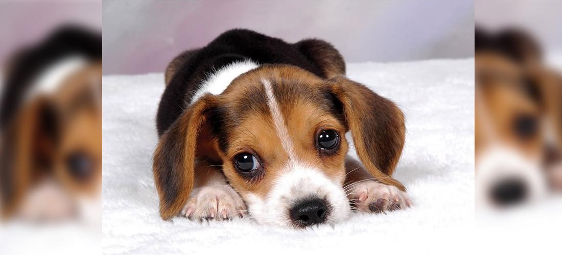 Características de los Beagles y cuidados que debes tener