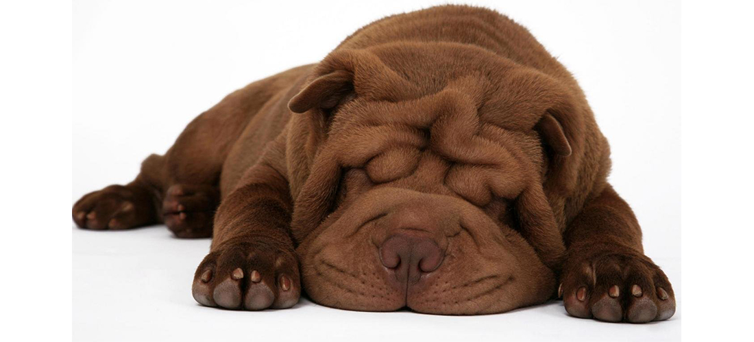 ¿Por qué es bueno que tu perro duerma?