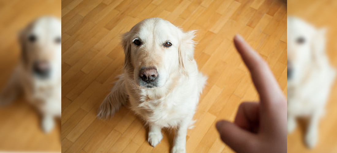 ¡No le grites a tu perro!