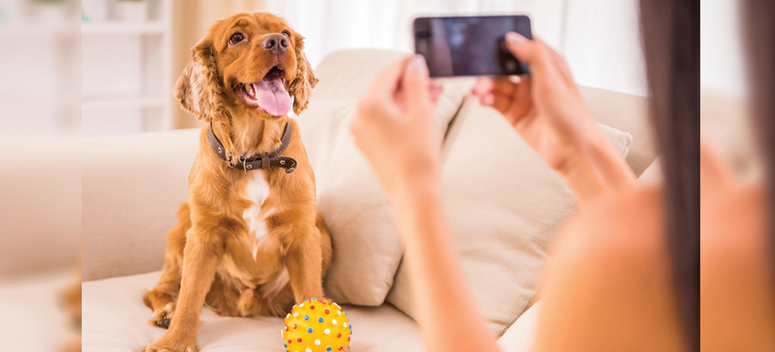 Dogsos: la mejor app para ti y para tu mascota
