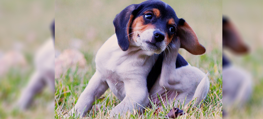 Cómo identificar alergias de tu mascota