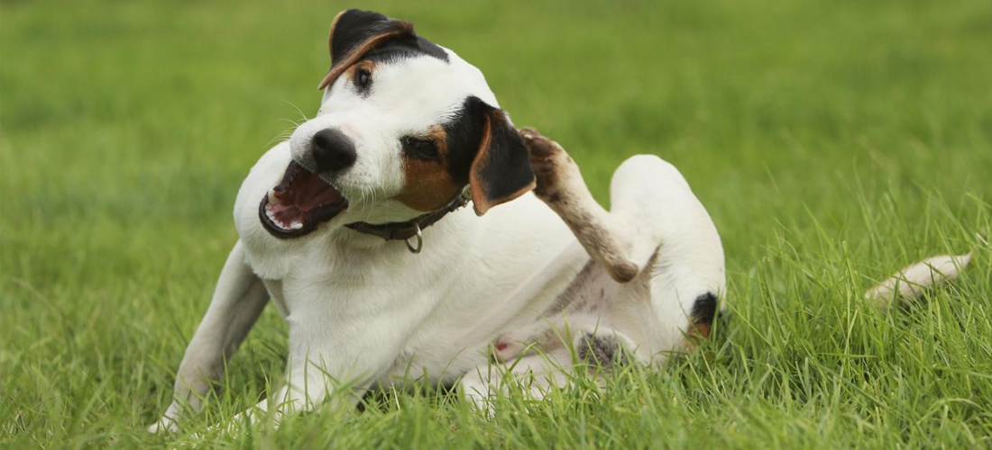 Remedio casero para aliviar la comezón de tu perro