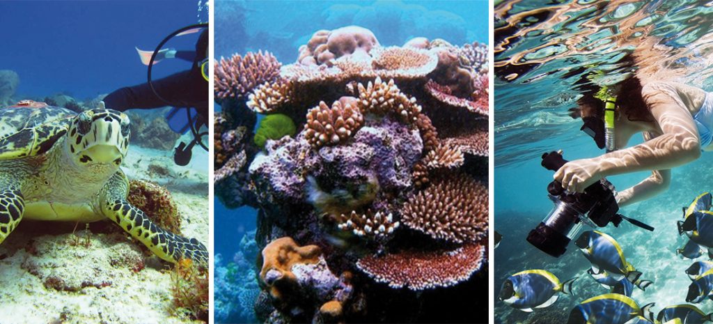 5 arrecifes de coral en México para sacar a tu Dory interno