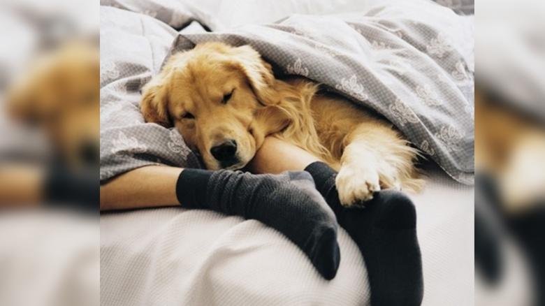 Ventajas y desventajas de dormir con tu mascota