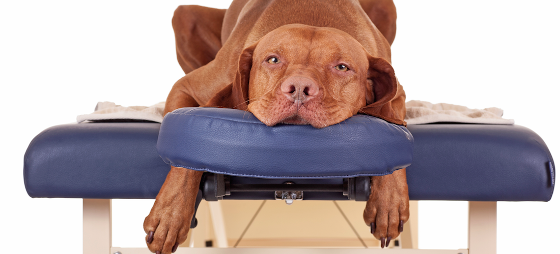 Masajes para perros y gatos: ¡consiéntelos!